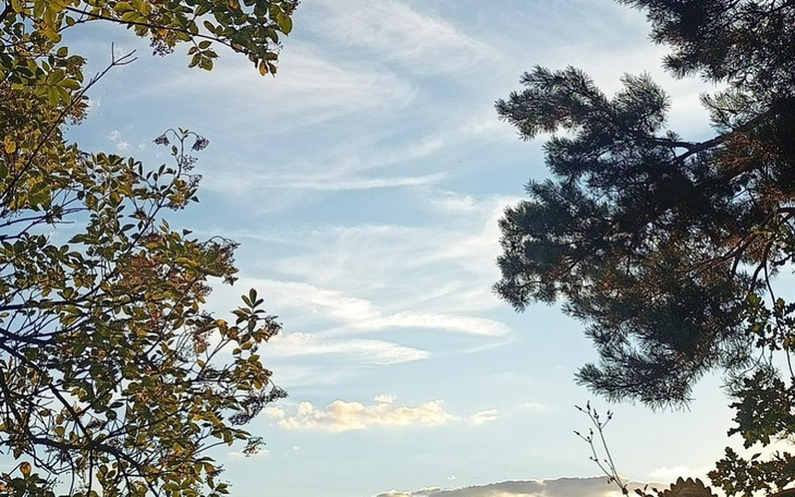 Niebo z chmurami widoczne między drzewami.