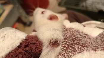 Zbiórka Schroniskowe biedy - miniaturka zdjęcia