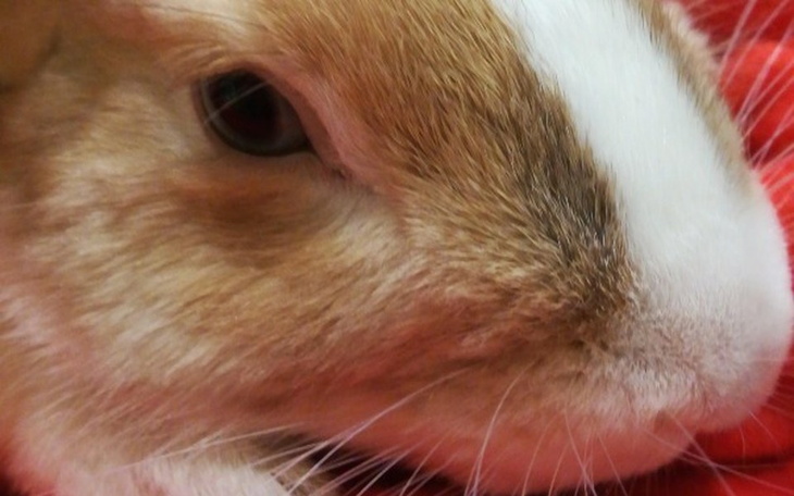 Zbiórka Królicza pomoc - zdjęcie główne