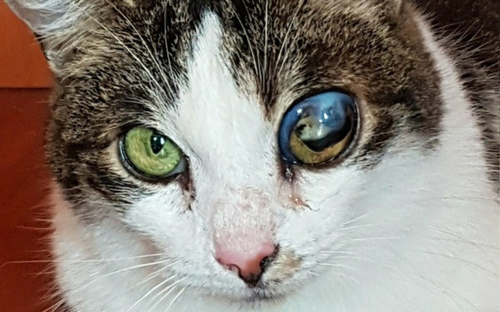 Zbiórka Wiki prosi o pomoc - zdjęcie główne