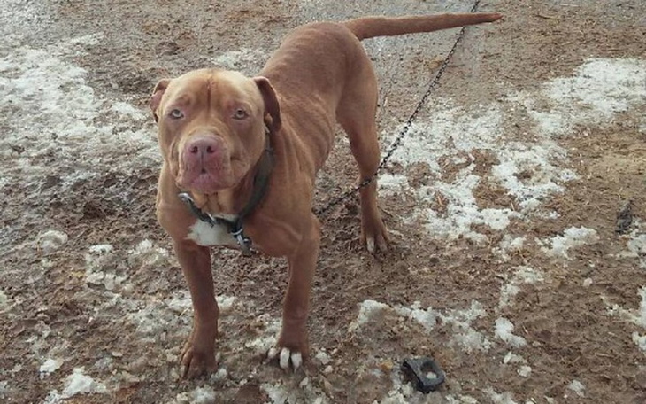 Zbiórka Szkielet pita prosi o wsparcie - zdjęcie główne