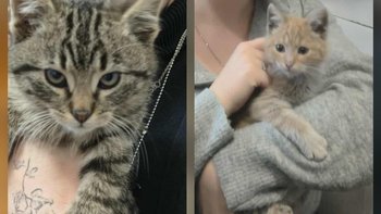 Zbiórka 2 wywalone maluchy - miniaturka zdjęcia