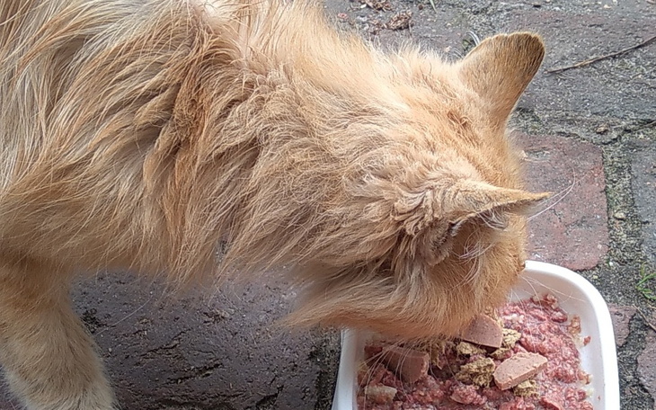 Zbiórka Na karmę I weterynarz dla Rudego - zdjęcie główne