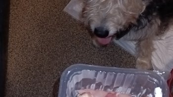 Zbiórka Dla Toli na jedzonko - miniaturka zdjęcia