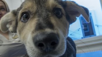 Zbiórka Zdążyć uratować Alicję - miniaturka zdjęcia