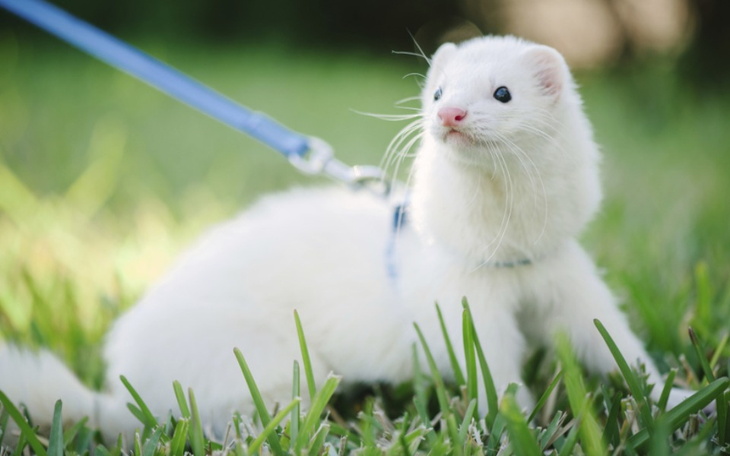 Zbiórka Fretki domowe - zdjęcie główne