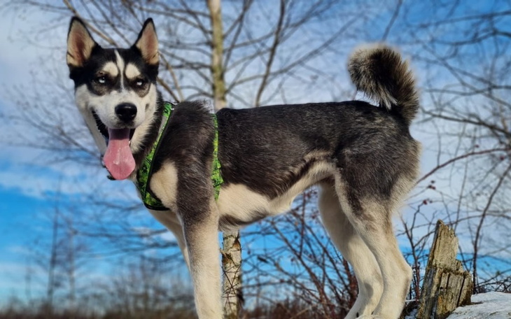 Zbiórka Fundacja Północniaki - zdjęcie główne