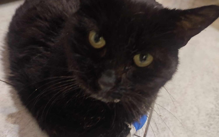 Zbiórka Maszka prosi Was o pomoc - zdjęcie główne