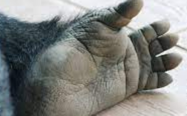 Zbiórka Na zdj malej czarnej - zdjęcie główne