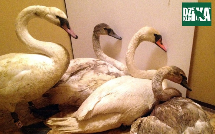 Zbiórka Zimowe dokarmianie łabędzi. - zdjęcie główne