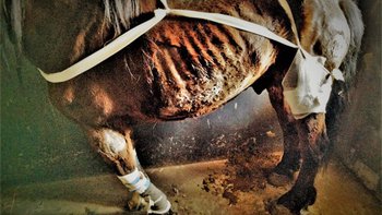 Zbiórka Druid umierał w lesie - miniaturka zdjęcia