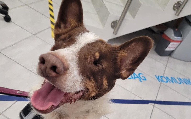 Uśmiechnięty pies z brązowymi łatami, wyglądający radośnie w pomieszczeniu.