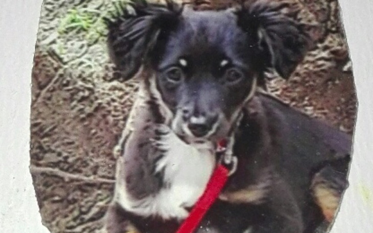 Zbiórka PILNA POMOC Operacja psa - zdjęcie główne