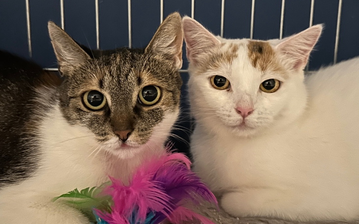 Dwa koty odpoczywające razem w klatce, otoczone kolorowymi piórkami.