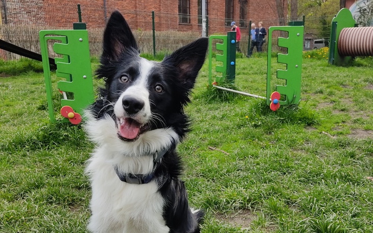 Zbiórka Dla Luny na naukę, treningi - zdjęcie główne