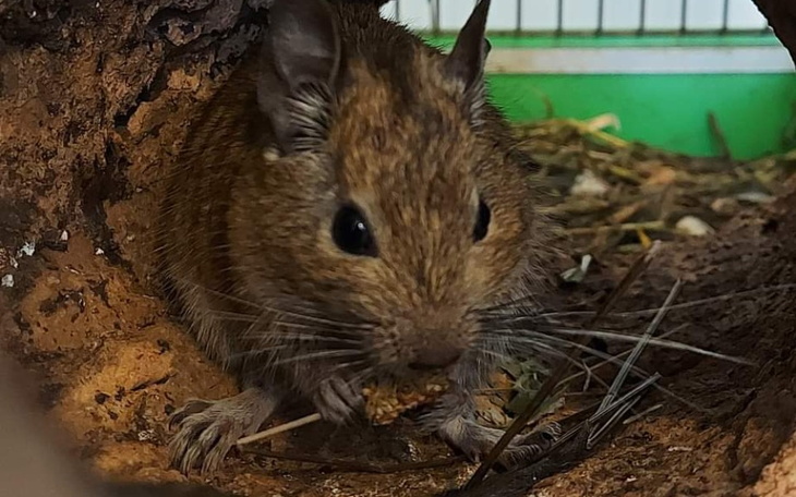 Zbiórka Jedzenie dla tymczasów Kociary - zdjęcie główne