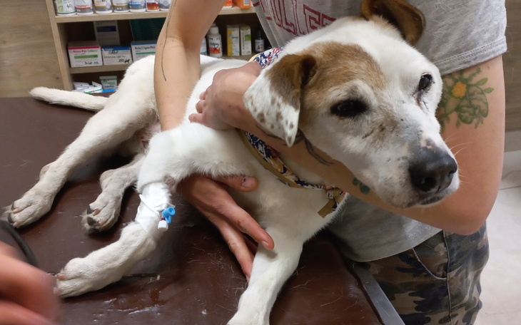 Zbiórka Na leczenie staruszka Ciapka - zdjęcie główne