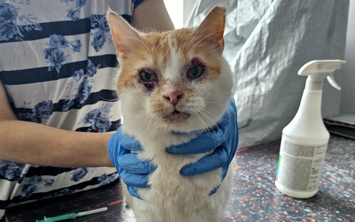 Zbiórka Leczenie Etny - kwiecień - zdjęcie główne