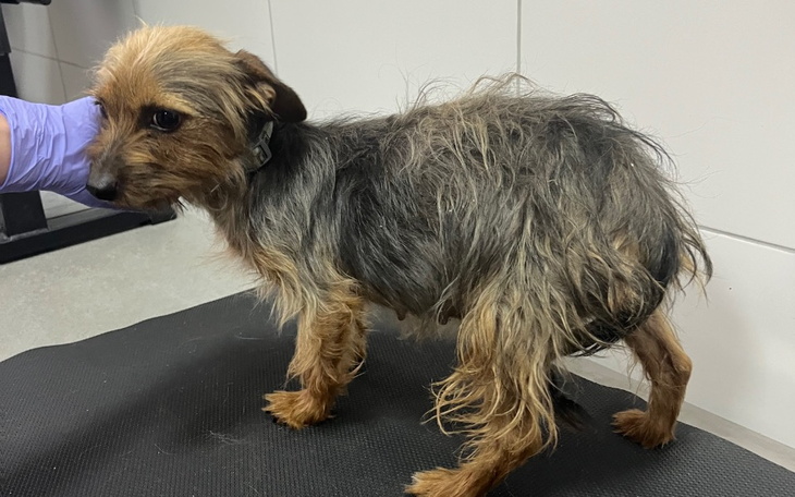 Zbiórka Na nowe lepsze życie . - zdjęcie główne