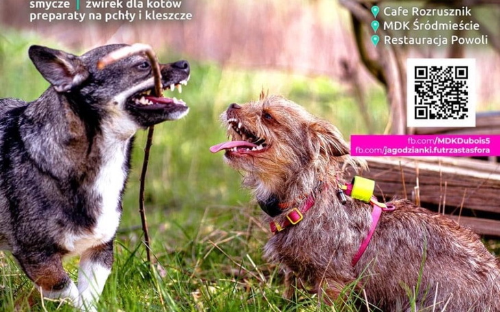 Zbiórka Dzieciaki Zwierzakom VII edycja - zdjęcie główne