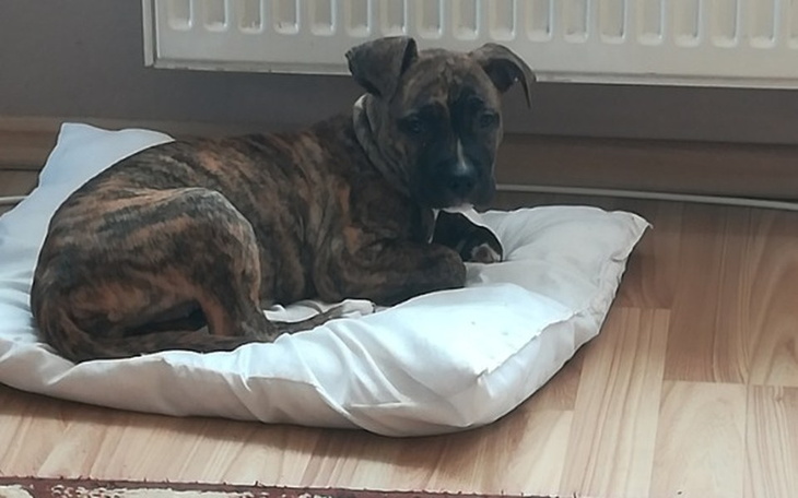 Zbiórka Zwierzaki Czartki - zdjęcie główne