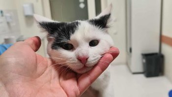 Zbiórka Kolejna dostawa testów FIV/FeLV - miniaturka zdjęcia