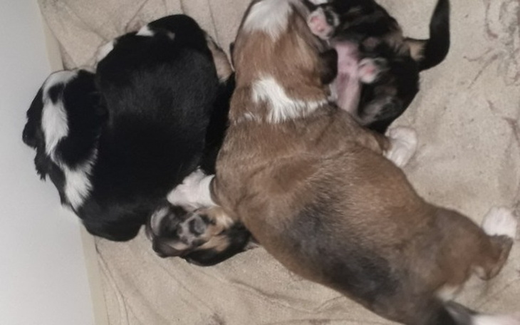 Zbiórka Pomoc szczeniaczkom - zdjęcie główne