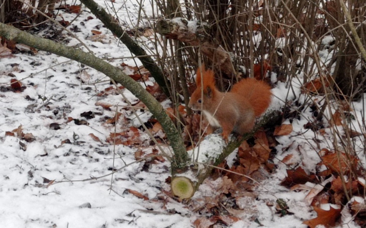 Zbiórka .Na jedzenie - zdjęcie główne