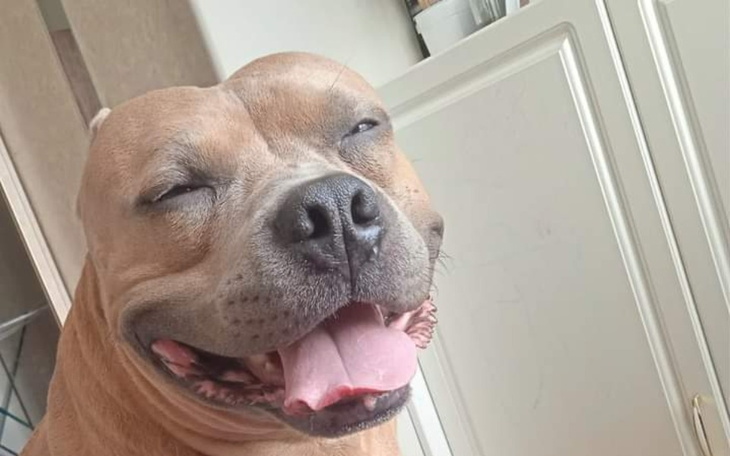 Zbiórka Na leczenie psów Pani Jolanty - zdjęcie główne