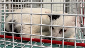 Zbiórka Sterylizacja i szczepienia kotów - miniaturka zdjęcia