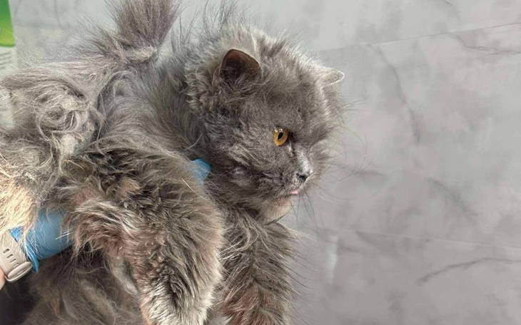 Futrzasty kot trzymany w rękach, z nieco zniszczonym futrem.