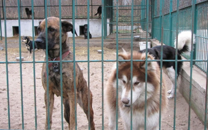 Zbiórka Naschronisko - zdjęcie główne