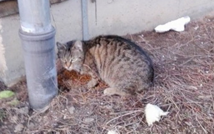 Zbiórka Dramat kotów - zdjęcie główne