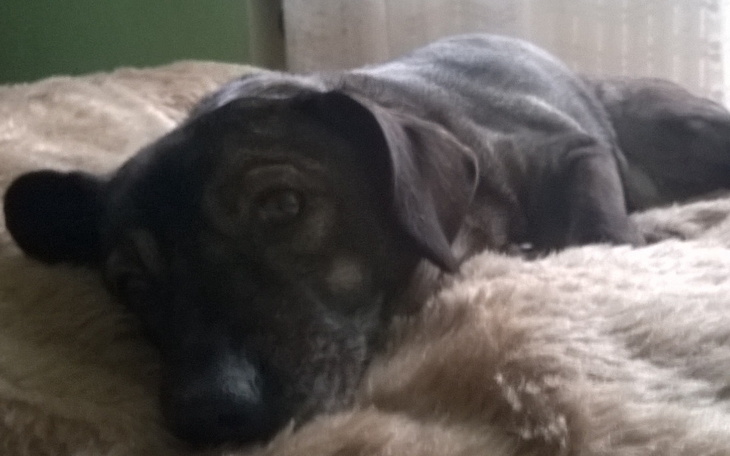 Zbiórka Zostań PSIjacielem zwierząt - zdjęcie główne