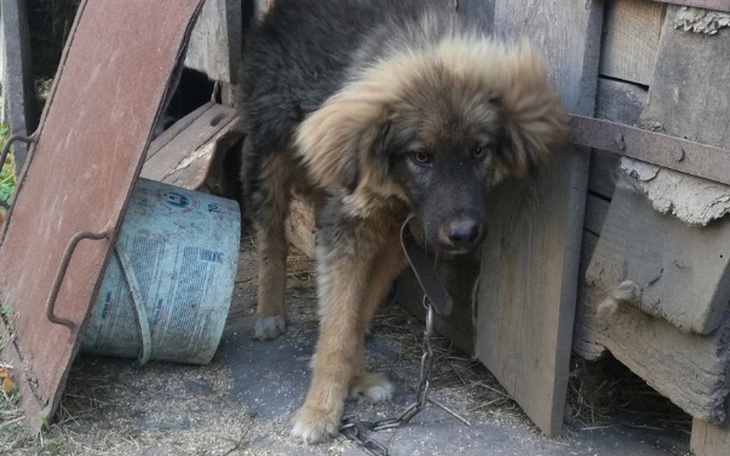 Zbiórka Okrutnie potraktowane zwierzęta - zdjęcie główne