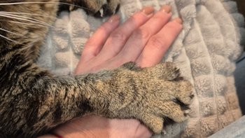 Zbiórka Dla staruszka Borynia - miniaturka zdjęcia