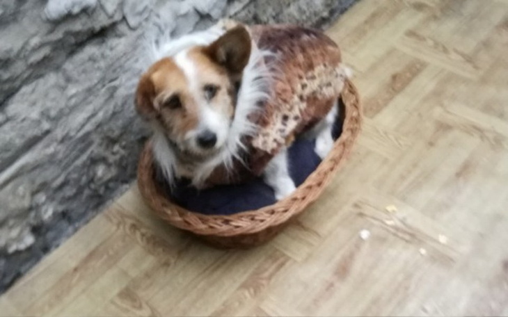 Zbiórka Dla nowego psa - zdjęcie główne