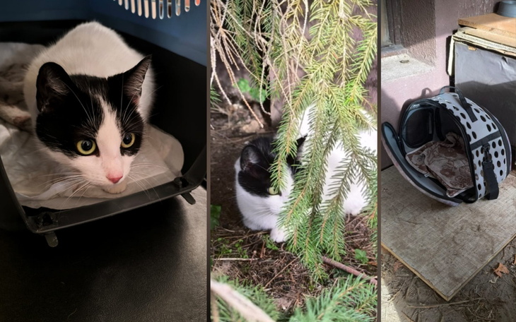 Trzy koty w różnych miejscach, jeden w transporterze.