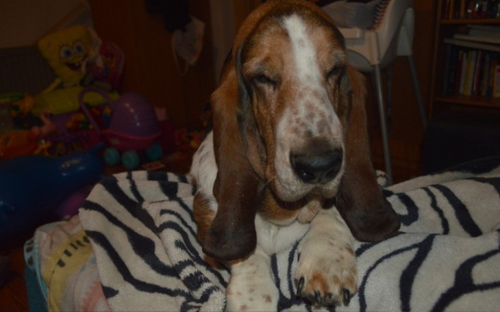 Zbiórka Rehabilitacja w wodzie dla Bola - zdjęcie główne