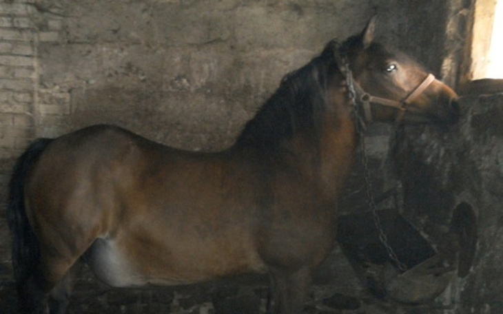 Zbiórka Ratunek dla Basi - zdjęcie główne