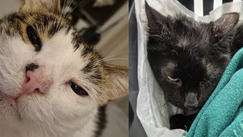 Zbiórka Nadzieja dla Kitka i Józia ♡ - miniaturka zdjęcia