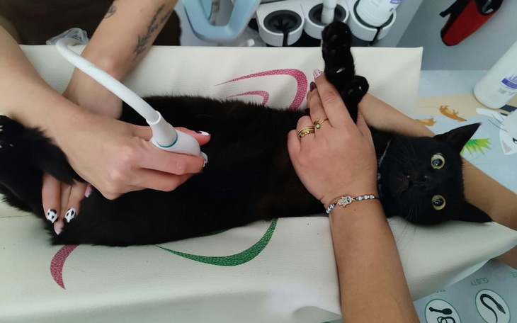 Krótkie ujęcie kota podczas zabiegu u weterynarza, osoba trzyma kota