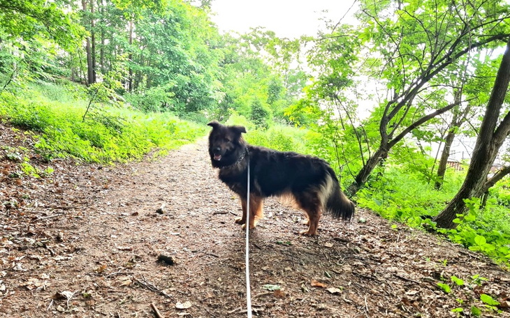 Zbiórka Leczenie Schiry - zdjęcie główne