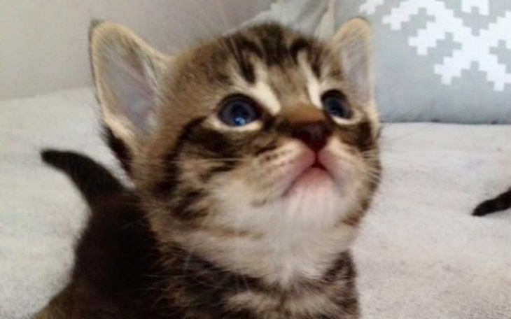 Zbiórka Kluski - kocie podrzutki - zdjęcie główne