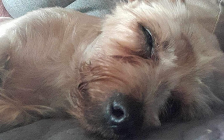 Zbiórka Operacja Guza Buni Pilne - zdjęcie główne