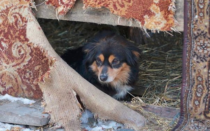 Zbiórka Schronisko w Celestynowie! HELP! - zdjęcie główne