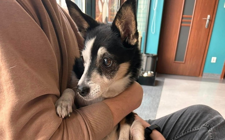 Pies trzymany na rękach, z wyrazem zaufania.