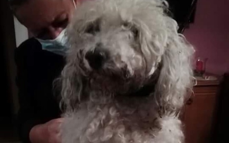 Zbiórka Pudelek Pongo - zdjęcie główne