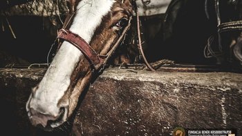 Zbiórka Złamana noga, rzeźnia - miniaturka zdjęcia