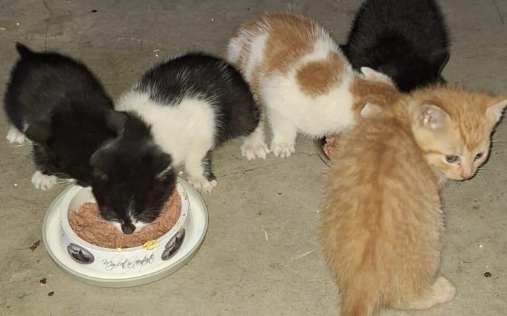 Grupa kociąt jedzących z miski na podłodze.